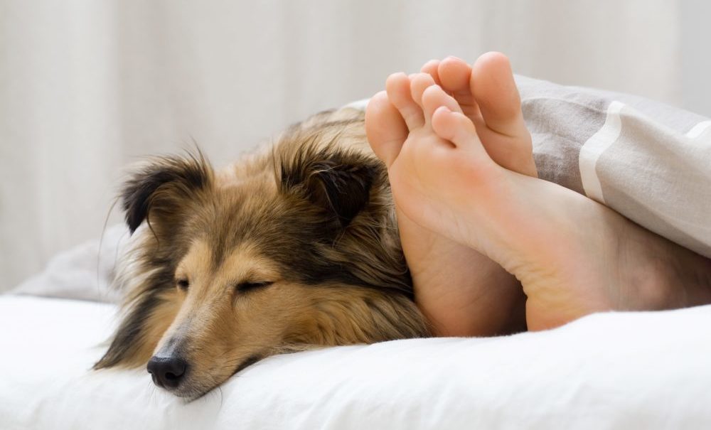 How to stop dog sleeping in bed with you best sale